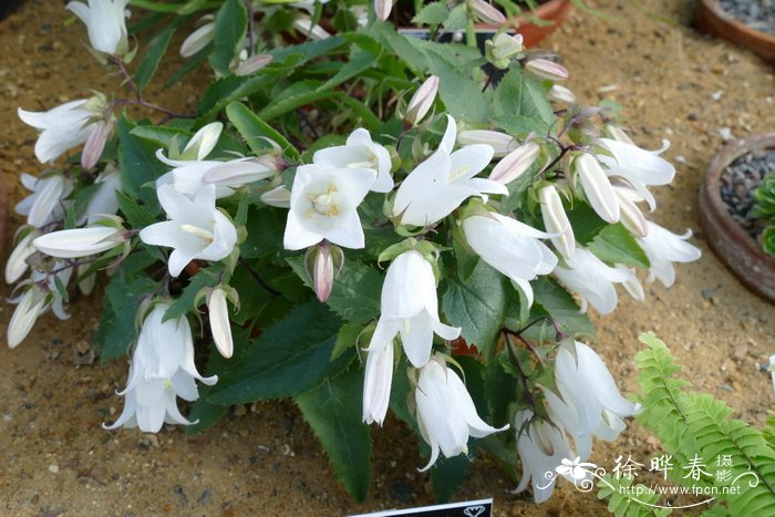 桦叶风铃草 Campanula betulifolia