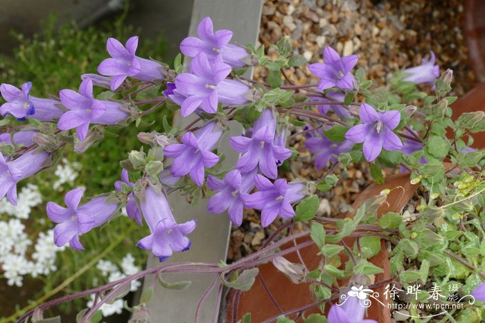 高枝风铃草 Campanula celsii