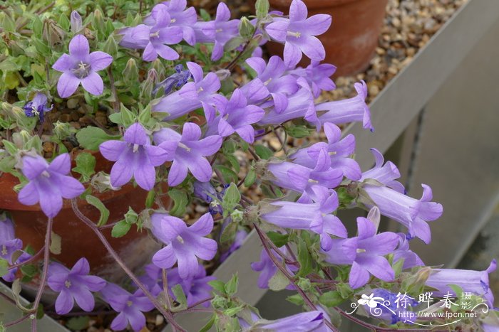 高枝风铃草 Campanula celsii