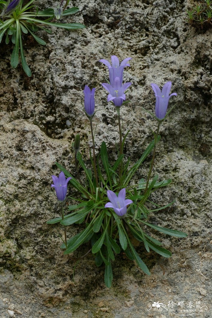 达库风铃草 Campanula dzaaku