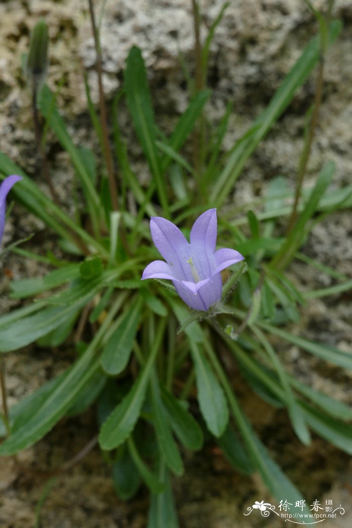 达库风铃草 Campanula dzaaku