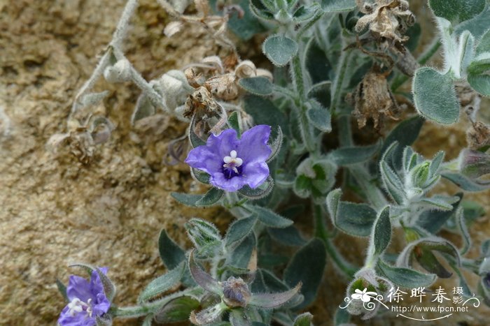 垂钟花Campanula fragilis