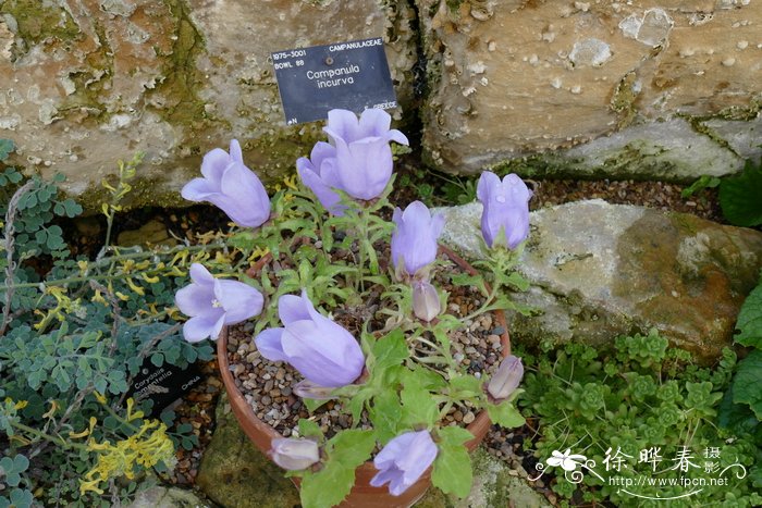 弯蕊风铃草Campanula incurva