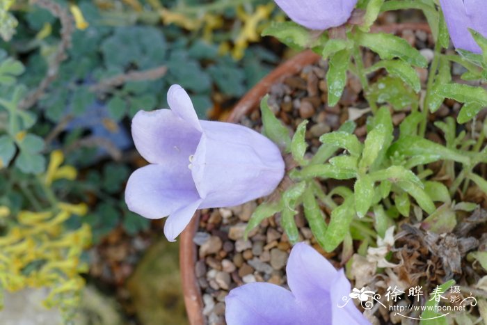 弯蕊风铃草Campanula incurva