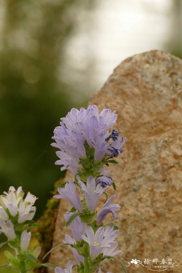 摩西亚风铃草Campanula moesiaca