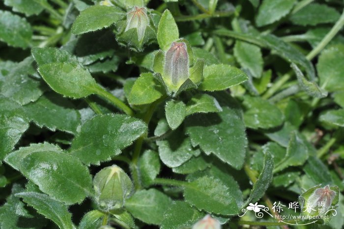 绒毛凤铃草 Campanula tomentosa