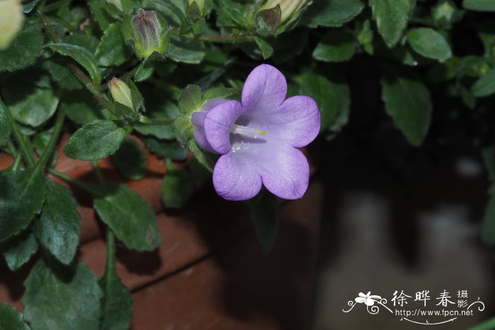 绒毛凤铃草 Campanula tomentosa