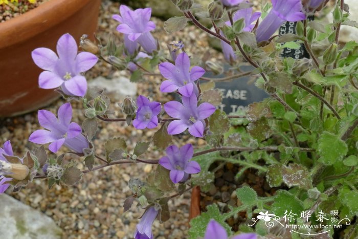 滔帕风铃草 Campanula topaliana