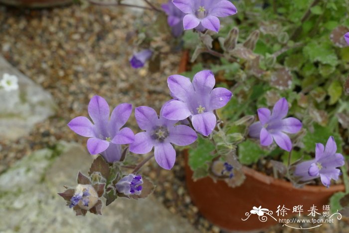 滔帕风铃草 Campanula topaliana