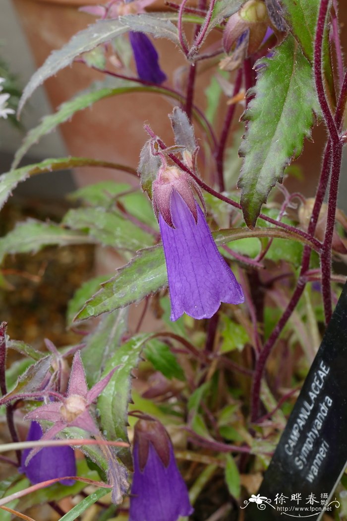 万氏风铃草 Campanula wanneri