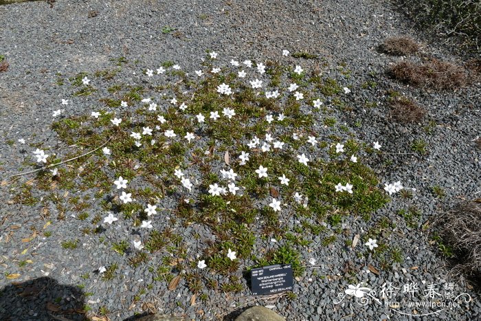 疏花蓝花参 Wahlenbergia albomarginata subsp. laxa