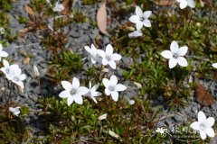 疏花蓝花参 Wahlenbergia albomarginata subsp. laxa