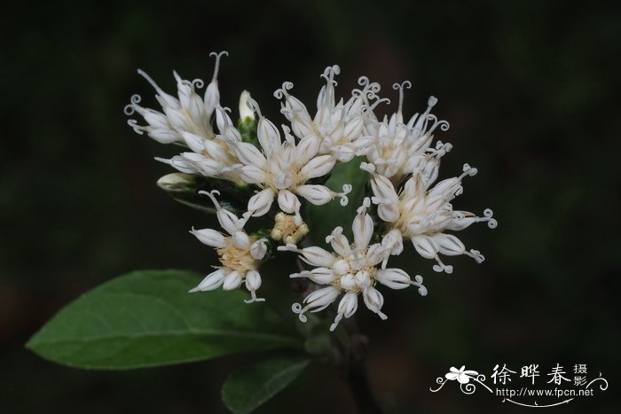 南非叶，扁桃斑鸠菊 Vernonia amygdalina