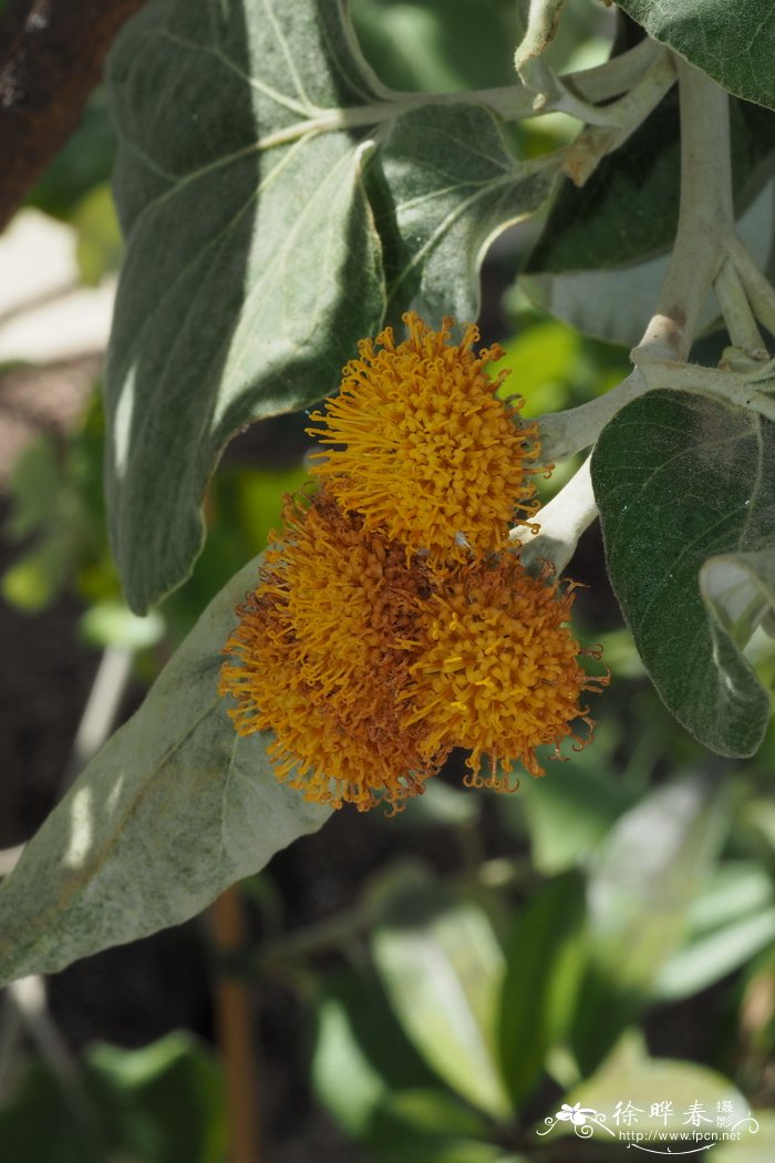 白杨叶斑鸠菊 Vernonia populifolia