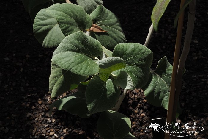 白杨叶斑鸠菊 Vernonia populifolia