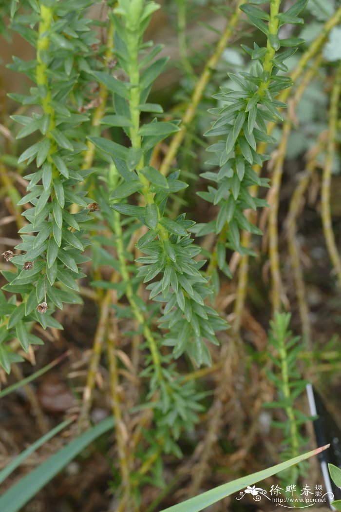 泰森黄蓉菊Euryops tysonii