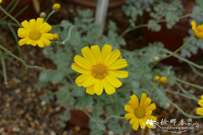 土耳其春黄菊 Anthemis biebersteiniana