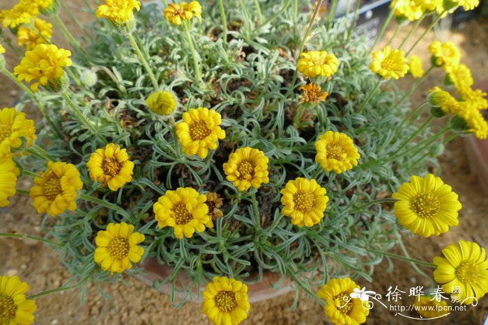 金花飞蓬 Erigeron chrysopsidis