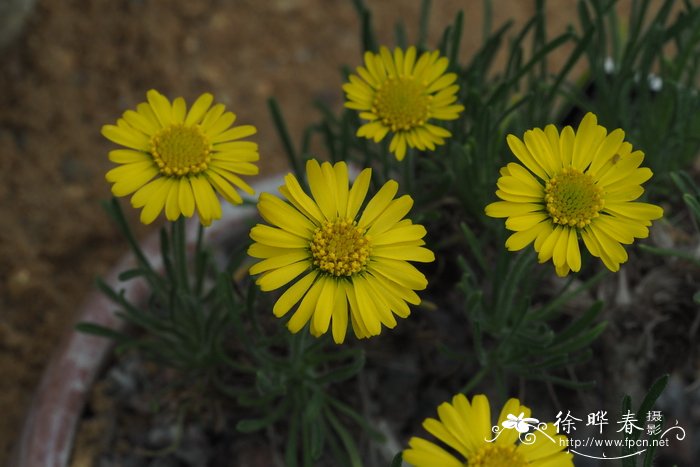 金花飞蓬 Erigeron chrysopsidis