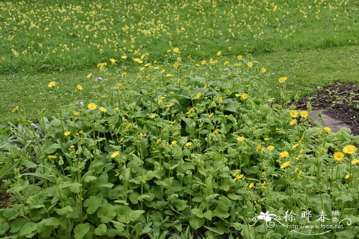 Doronicum pardalianches