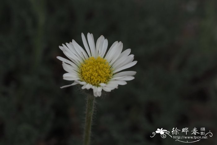 羽裂飞蓬 Erigeron pinnatisectus