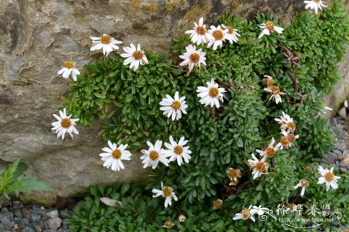 帚伏飞蓬 Erigeron scopulinus