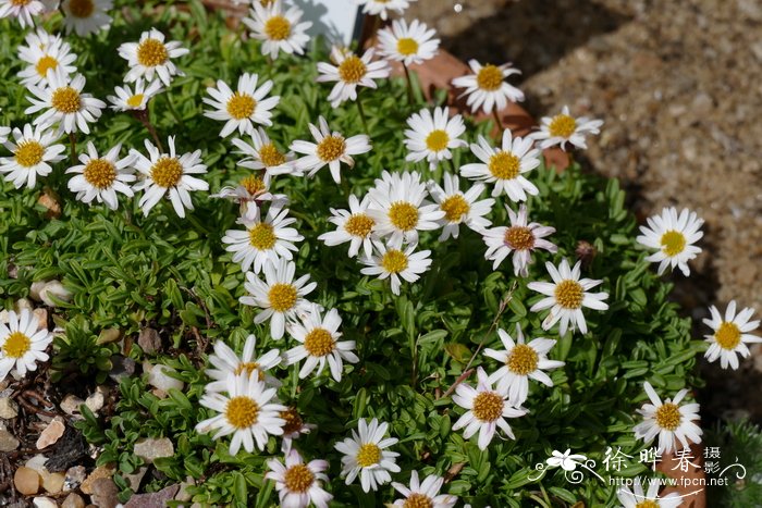 帚伏飞蓬 Erigeron scopulinus