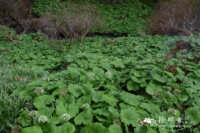 蜂斗菜 Petasites japonicus