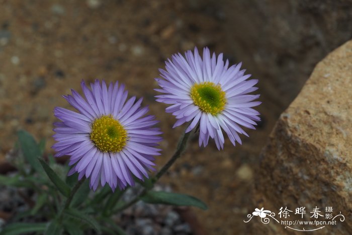 台湾孤菀 Townsendia formosa