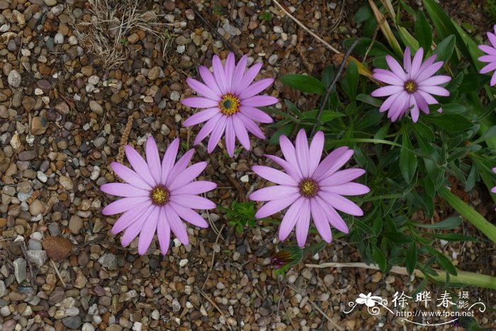 紫轮菊Osteospermum jucundum