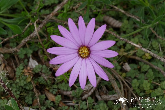 紫轮菊Osteospermum jucundum