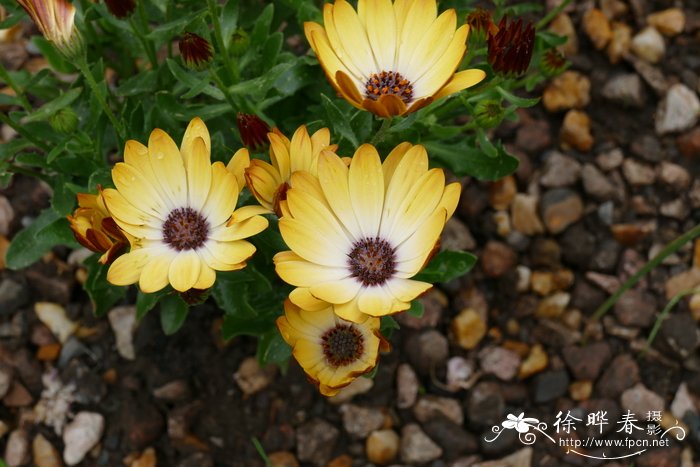 ‘阳光阿曼达’骨子菊Osteospermum 'Sunny Amanda'