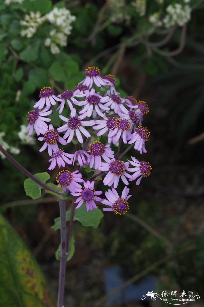 维比瓜叶菊 Pericallis webbii