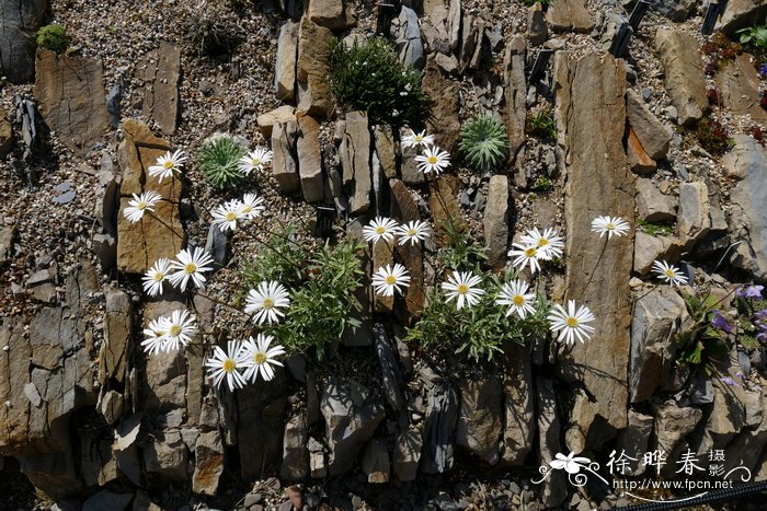 狭叶寒菀Celmisia angustifolia