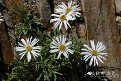 狭叶寒菀Celmisia angustifolia