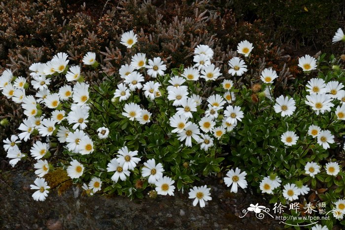 毛蕊花叶寒菀 Celmisia verbascifolia