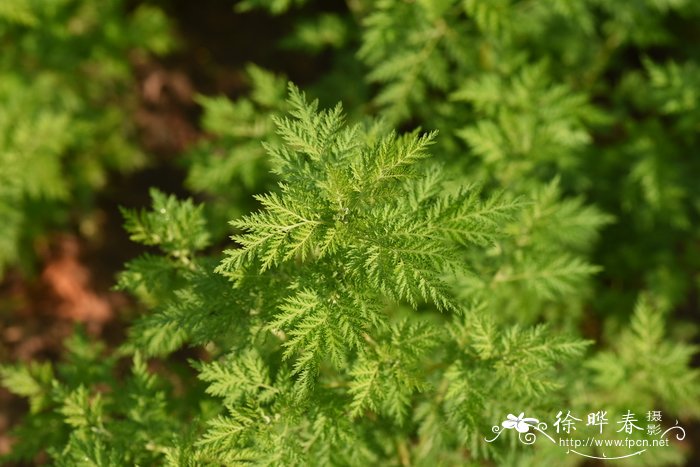 黄花蒿 Artemisia annua