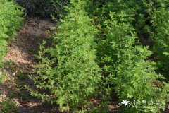 黄花蒿 Artemisia annua