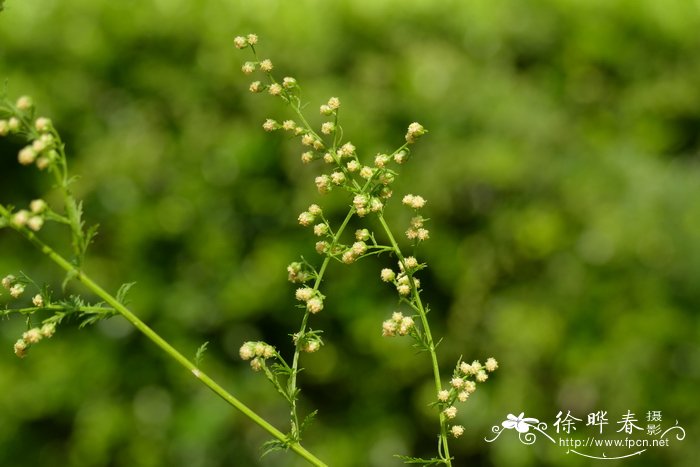 青蒿Artemisia caruifolia