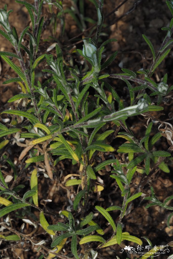 Rhodanthe condensata