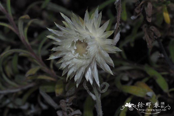 Rhodanthe condensata