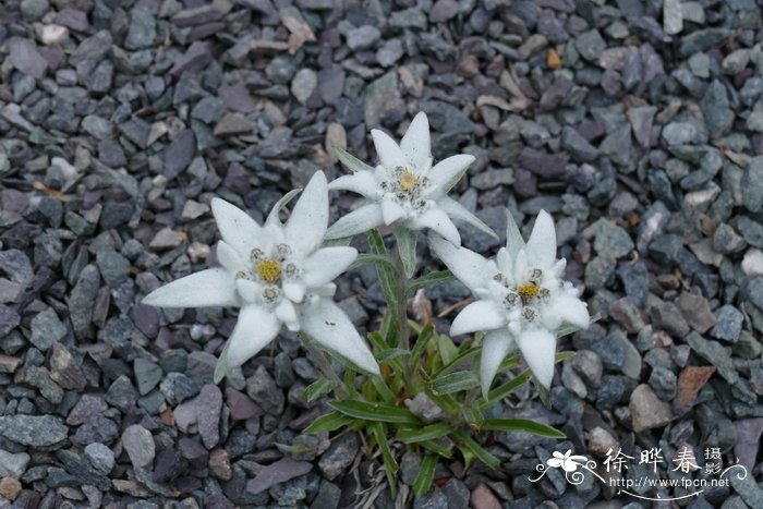 高山火绒草 Leontopodium alpinum