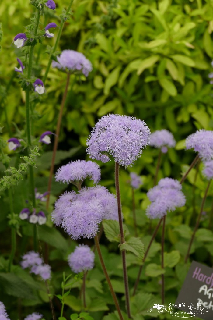 柄叶藿香蓟Ageratum petiolatum