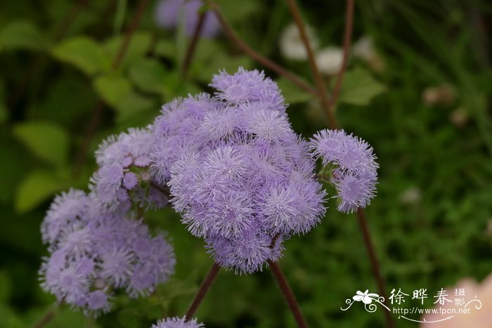 柄叶藿香蓟Ageratum petiolatum