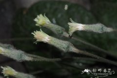 心叶火石花Gerbera cordata