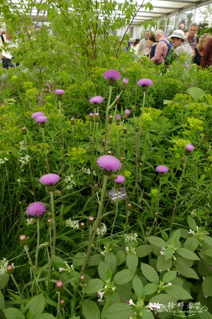 Cirsium heterophyllum