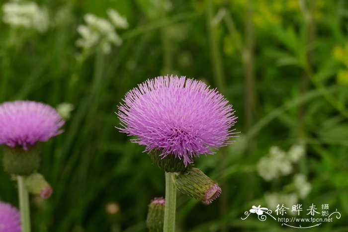 Cirsium heterophyllum