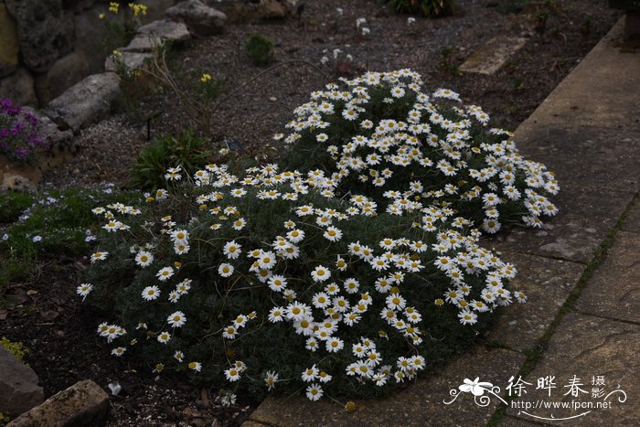 白舌假匹菊 Rhodanthemum hosmariense