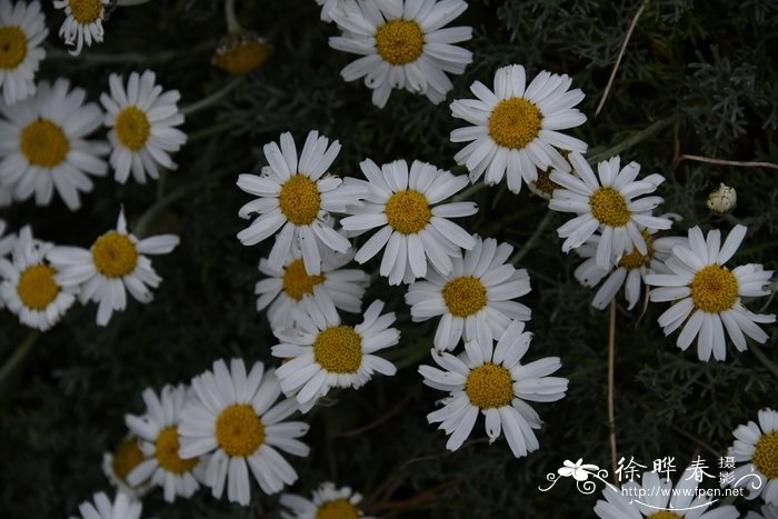 白舌假匹菊 Rhodanthemum hosmariense