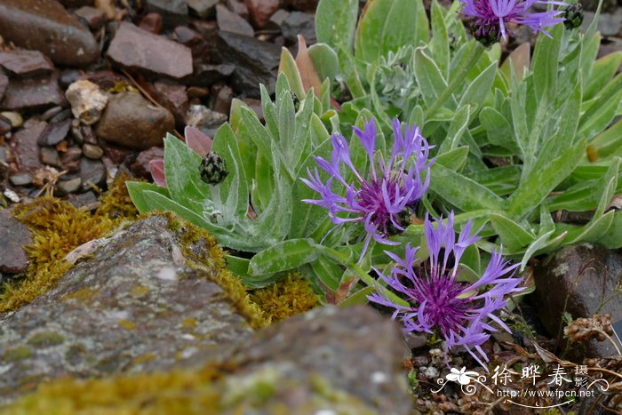 保加利亚矢车菊 Centaurea achtarovii